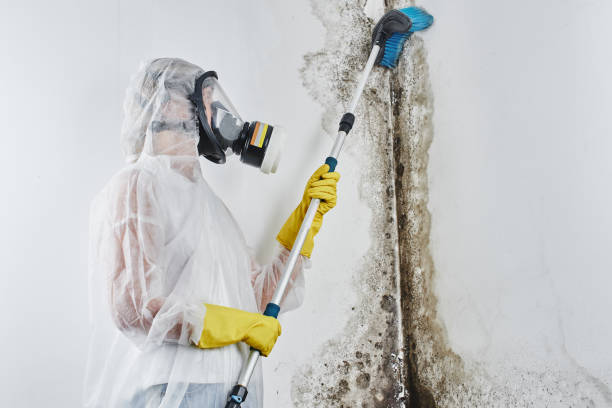 Best White Mold Remediation in Hewlett Harbor, NY