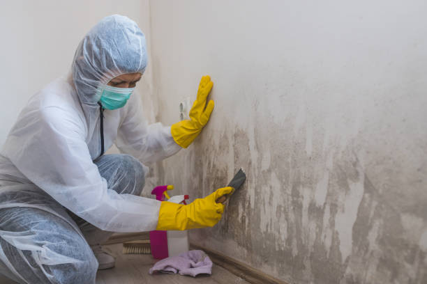 Professional Mold Remediation in Hewlett Harbor, NY
