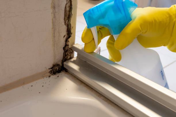 Best Black Mold Remediation in Hewlett Harbor, NY